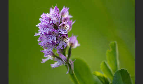 Dreizähniges Knabenkraut (Orchis tridentata)