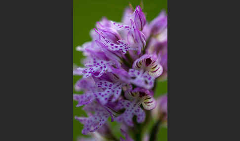 Dreizähniges Knabenkraut (Orchis tridentata)