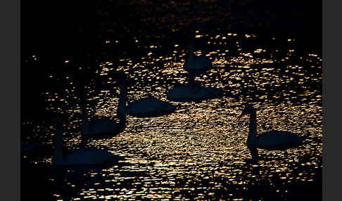 Höckerschwan (Cygnus olor)