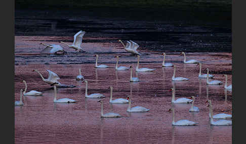 Höckerschwan (Cygnus olor)