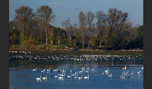 Höckerschwan (Cygnus olor)