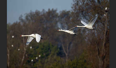 Höckerschwan (Cygnus olor)