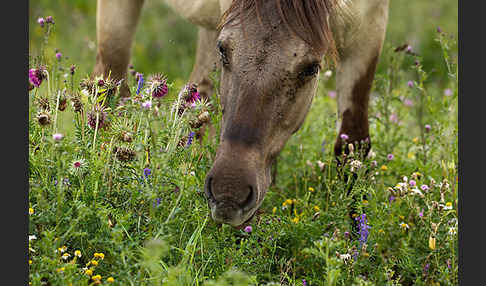 Konik (Equus caballus sspec.)