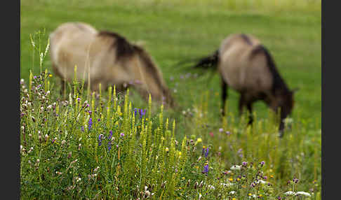 Konik (Equus caballus sspec.)