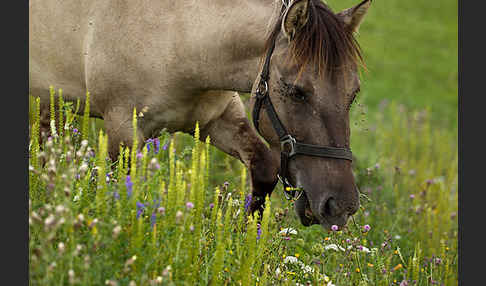 Konik (Equus caballus sspec.)