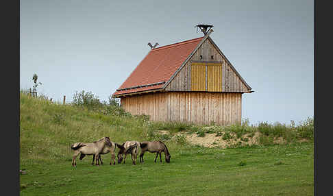 Konik (Equus caballus sspec.)