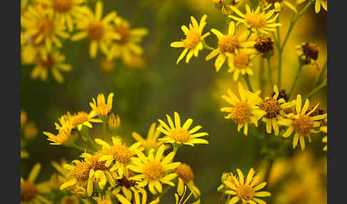 Jakobs-Greiskraut (Senecio jacobaea)