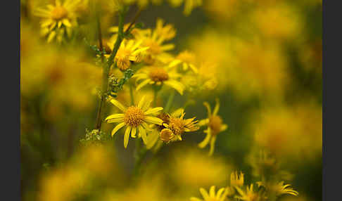 Jakobs-Greiskraut (Senecio jacobaea)