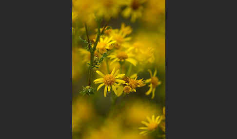 Jakobs-Greiskraut (Senecio jacobaea)