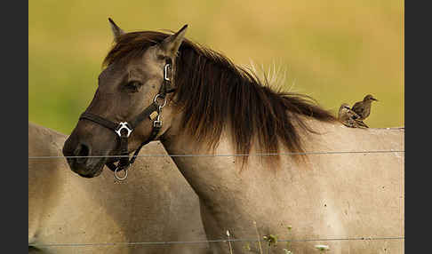 Konik (Equus caballus sspec.)