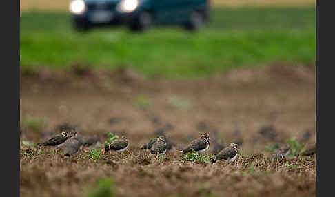 Kiebitz (Vanellus vanellus)