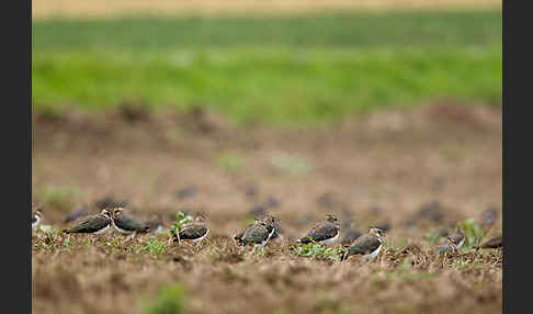 Kiebitz (Vanellus vanellus)