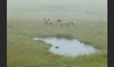 Konik (Equus caballus sspec.)