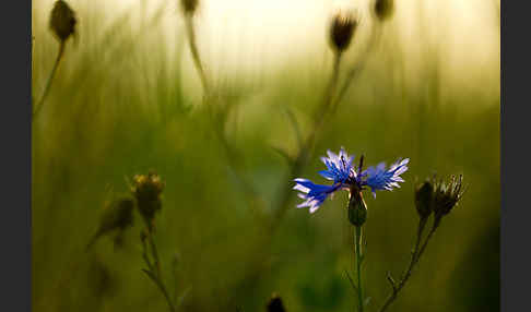 Kornblume (Centaurea cyanus)