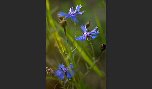 Kornblume (Centaurea cyanus)