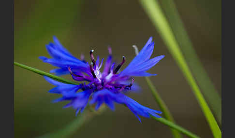 Kornblume (Centaurea cyanus)