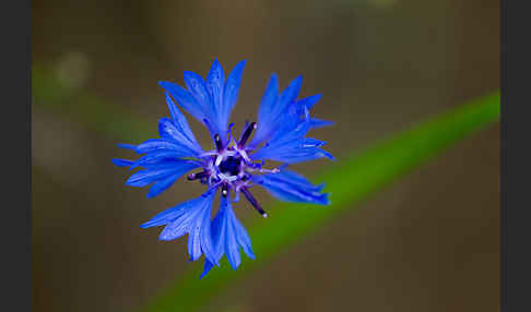 Kornblume (Centaurea cyanus)