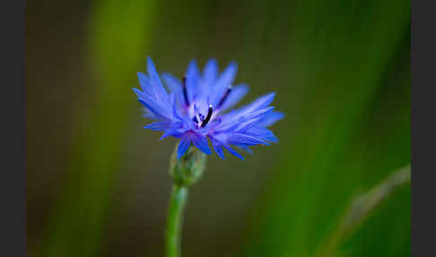 Kornblume (Centaurea cyanus)