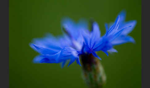 Kornblume (Centaurea cyanus)