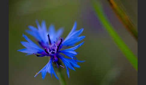 Kornblume (Centaurea cyanus)