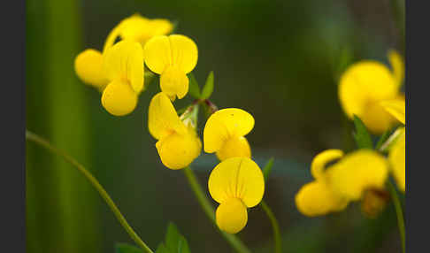 Gemeiner Hornklee (Lotus corniculatus)