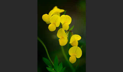 Gemeiner Hornklee (Lotus corniculatus)