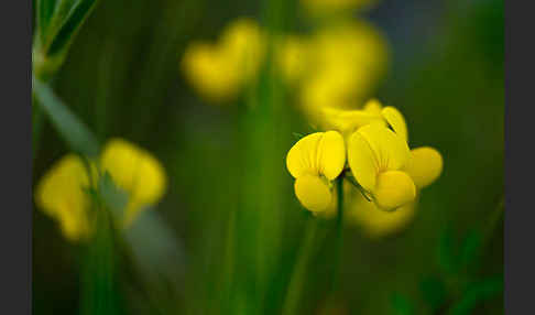 Gemeiner Hornklee (Lotus corniculatus)