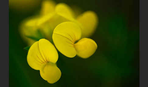 Gemeiner Hornklee (Lotus corniculatus)