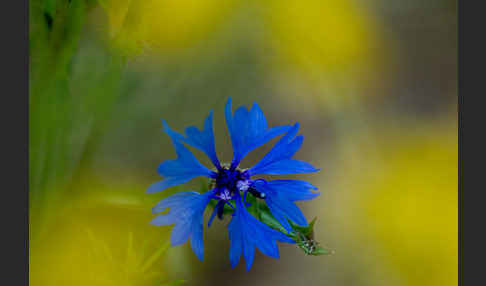 Kornblume (Centaurea cyanus)