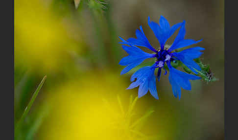 Kornblume (Centaurea cyanus)