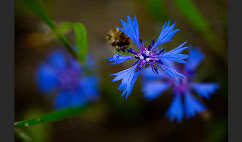 Kornblume (Centaurea cyanus)