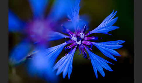 Kornblume (Centaurea cyanus)