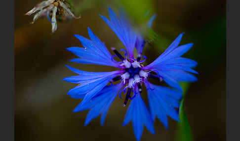 Kornblume (Centaurea cyanus)