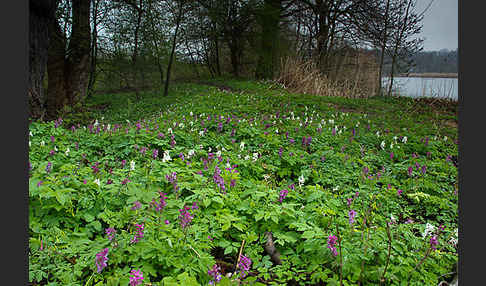 Hohler Lerchensporn (Corydalis cava)