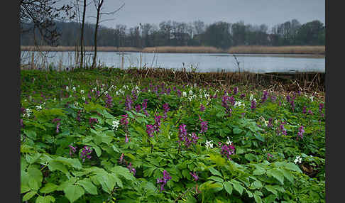 Hohler Lerchensporn (Corydalis cava)