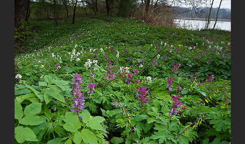 Hohler Lerchensporn (Corydalis cava)