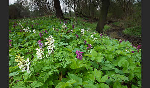 Hohler Lerchensporn (Corydalis cava)