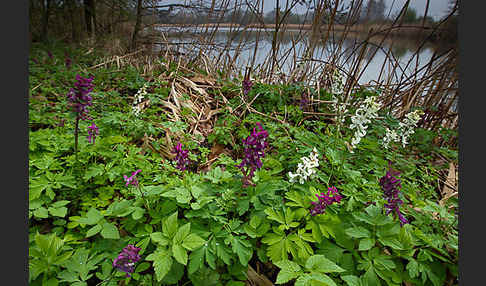 Hohler Lerchensporn (Corydalis cava)