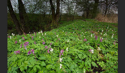 Hohler Lerchensporn (Corydalis cava)