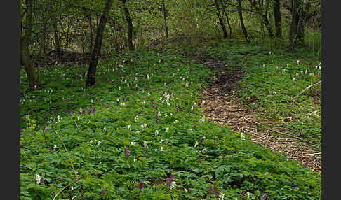 Hohler Lerchensporn (Corydalis cava)