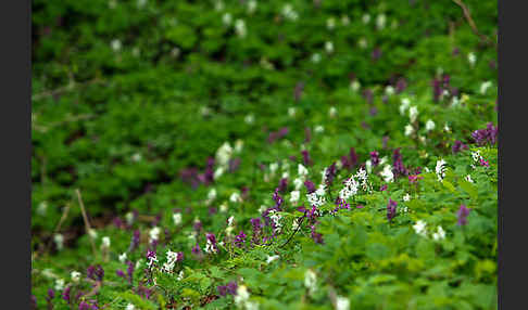 Hohler Lerchensporn (Corydalis cava)