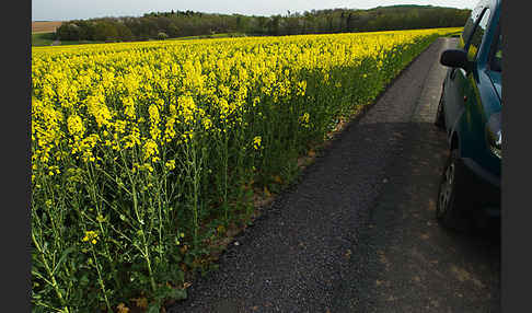 Intensive Landwirtschaft (industrial agriculture)