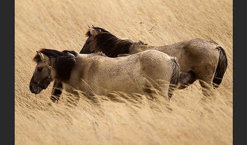 Konik (Equus caballus sspec.)