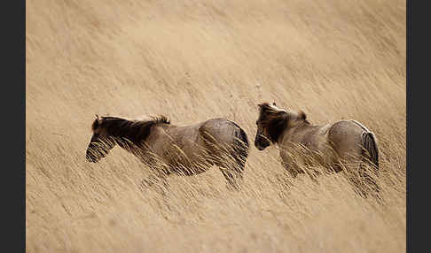 Konik (Equus caballus sspec.)