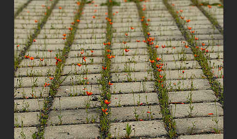 Klatsch-Mohn (Papaver rhoeas)