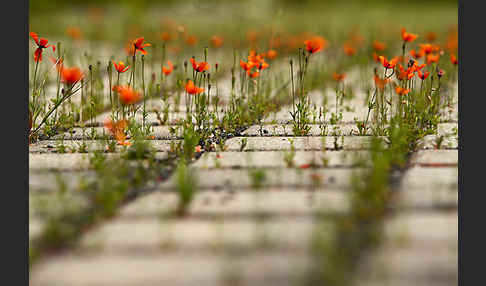 Klatsch-Mohn (Papaver rhoeas)