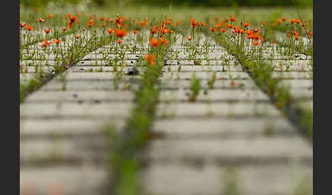 Klatsch-Mohn (Papaver rhoeas)