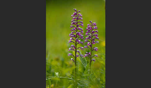 Helm-Knabenkraut (Orchis militaris)