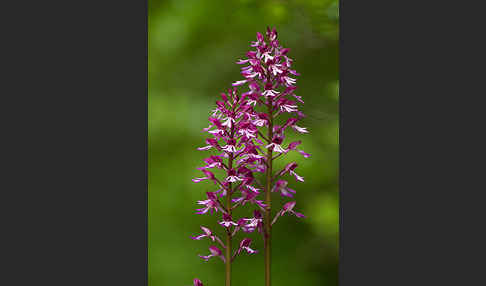 Helm-Knabenkraut x Purpur-Knabenkraut (Orchis x hybrida)