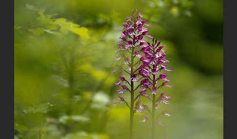 Helm-Knabenkraut x Purpur-Knabenkraut (Orchis x hybrida)